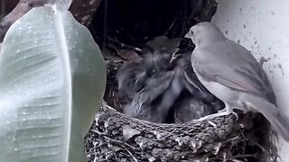 The Avian World