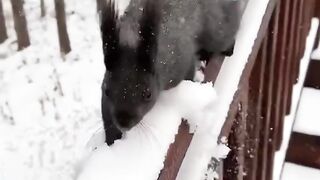 Feeding a Tiny Squirrel in the Snow ❄️🐿️ | A Magical Winter Moment