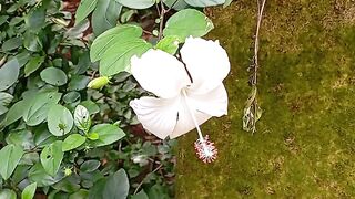 Nature prakriti 🌺🌺🌺