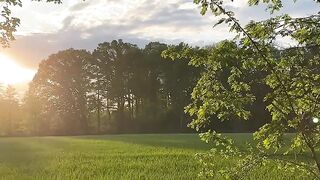 Golden Sunset Over a Lush Green Field - Peaceful Nature Bike Ride POV