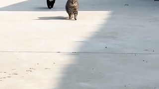 Cat amazing 5