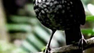 Favourite Bird's song for bird's lover