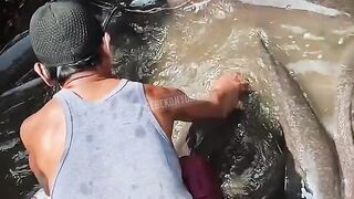 Ikan lele galatama purba