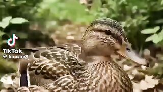 The Baby Monkey Saved The Abandoned Duck Eggs! Heart Touching Rescue Story