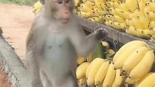 Monkey IRL