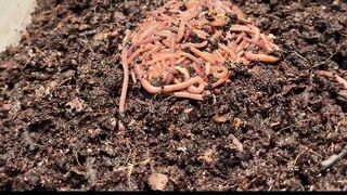 Breeding worm