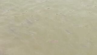 Fish in water 2