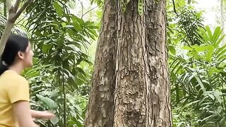 Climbing a petai tree together to harvest