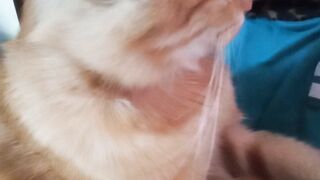 🐱pengen di manja😁