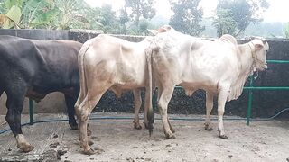 Cow in the farm 2