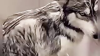 Husky Shower time funny