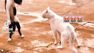 Funny Cats