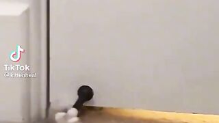 Funny pets