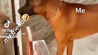 Angry dogs