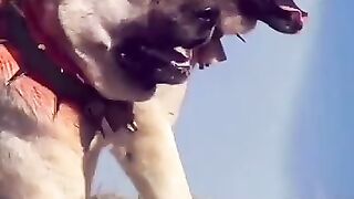 Dangerous dog