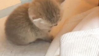 Cute cat