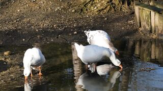 Water Bird