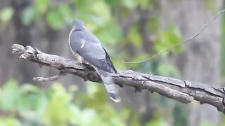Birds beautiful
