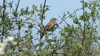 Birds vedio