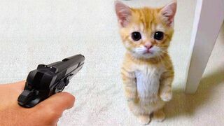 Funniest Animal - Best Of The 2022 Funny Dogs And Cats Videos #