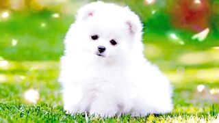 Cute cats video