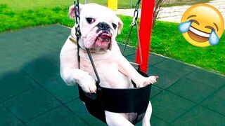 Funniest Animal - Best Of The 2022 Funny Dogs And Cats Videos #5