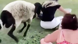 Sheep butt the women