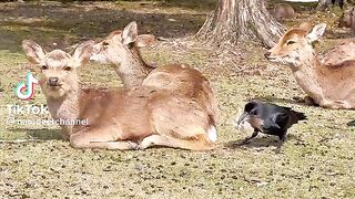 Animals
