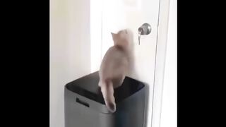 Cat & dog