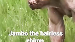 Jambo_the_hairless_chimp_#shorts