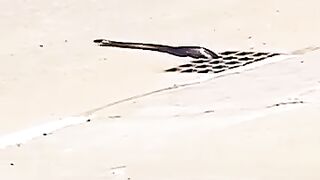 Snake_On_The_Way_to_Cross_-_By_sahwanmn