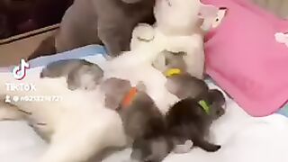 Cat’s wife