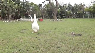 Beautiful Birds
