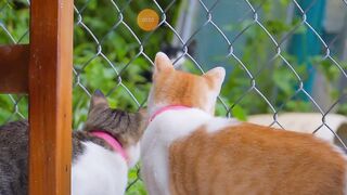 Beautiful cat
