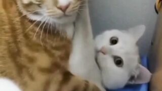Love story poor cat#febspot