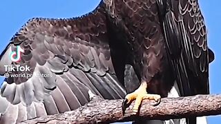Eagle