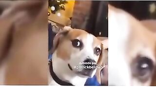 Vídeos engraçados de animais