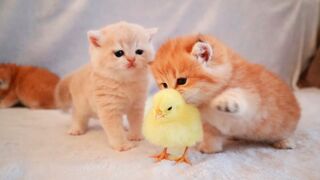 baby cat ,cute funny compilation video Kittens walk with a tiny chicken