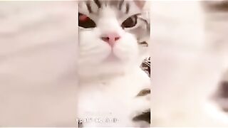 Vídeo sobre animais bricalhões