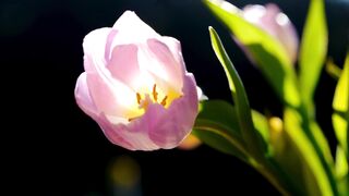 Tulip flower