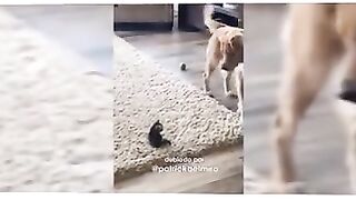 Vídeo de animais carinhosos