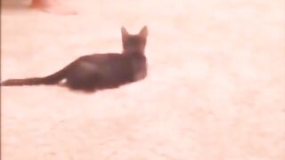 Funny cats ???????? funny dogs