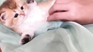 OMG CUTTEST CATS FUNNY MOMENTS