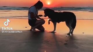 Beautiful Animals
