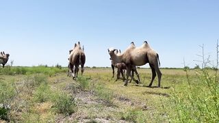 Roasted a Whole Camel for a Holiday for the Whole Village!