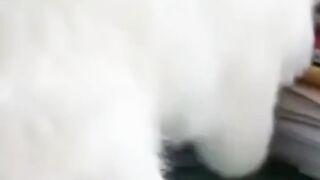 funny momments cats and dogs
