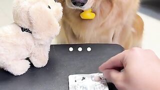 The dog is sick