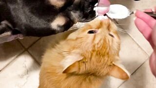 Dog cats sweet combination