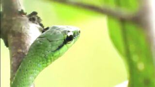 10 Dangerous Animals You Should Run Away From