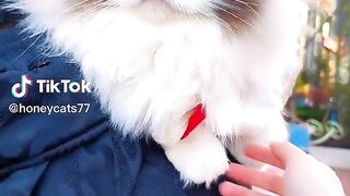 Kitten